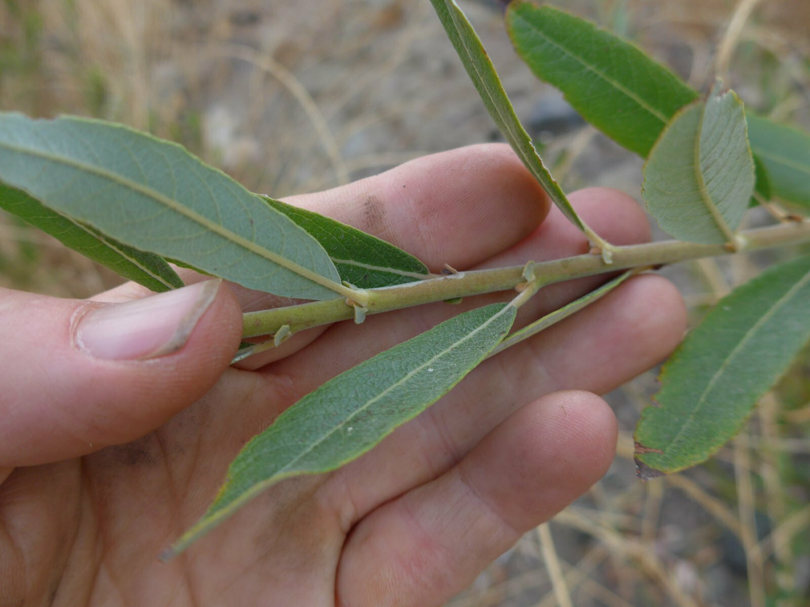 High Resolution Salix lasiolepis Leaf